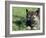 Norwegian Elkhound Puppy Lying in Grass-Adriano Bacchella-Framed Photographic Print