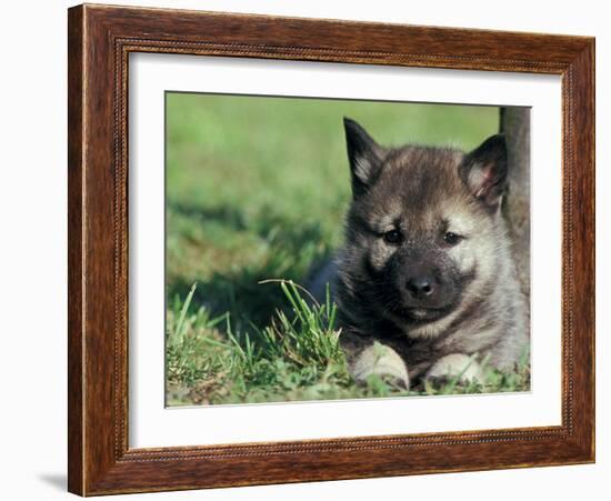 Norwegian Elkhound Puppy Lying in Grass-Adriano Bacchella-Framed Photographic Print