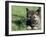 Norwegian Elkhound Puppy Lying in Grass-Adriano Bacchella-Framed Photographic Print