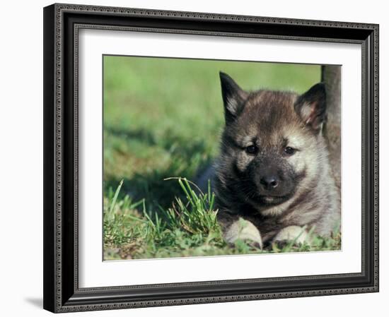 Norwegian Elkhound Puppy Lying in Grass-Adriano Bacchella-Framed Photographic Print