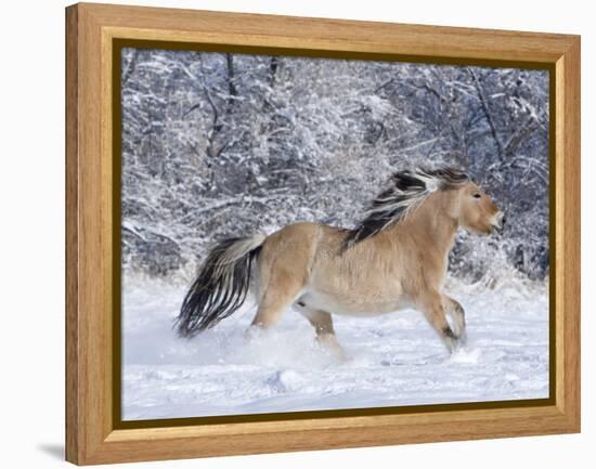 Norwegian Fjord Mare Running in Snow, Berthoud, Colorado, USA-Carol Walker-Framed Premier Image Canvas