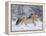 Norwegian Fjord Mare Running in Snow, Berthoud, Colorado, USA-Carol Walker-Framed Premier Image Canvas