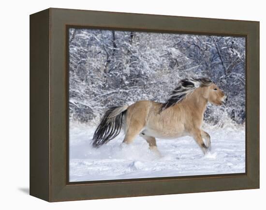 Norwegian Fjord Mare Running in Snow, Berthoud, Colorado, USA-Carol Walker-Framed Premier Image Canvas