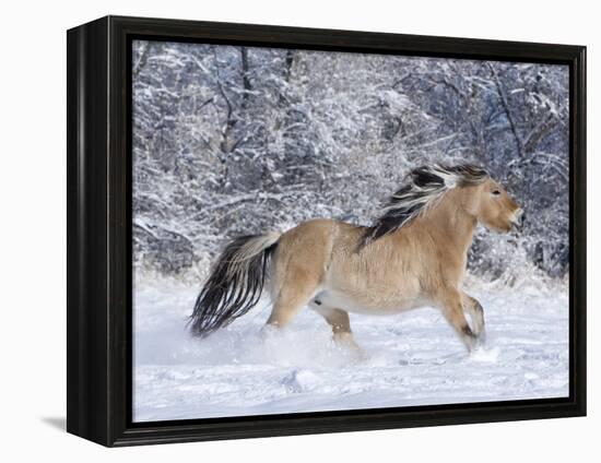 Norwegian Fjord Mare Running in Snow, Berthoud, Colorado, USA-Carol Walker-Framed Premier Image Canvas