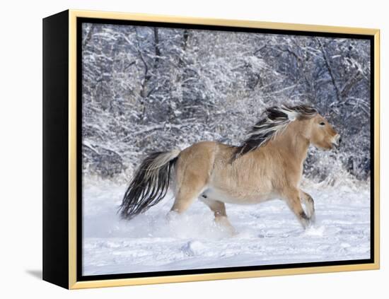 Norwegian Fjord Mare Running in Snow, Berthoud, Colorado, USA-Carol Walker-Framed Premier Image Canvas