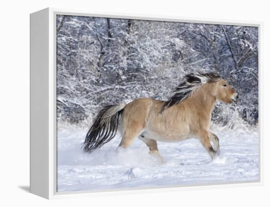 Norwegian Fjord Mare Running in Snow, Berthoud, Colorado, USA-Carol Walker-Framed Premier Image Canvas