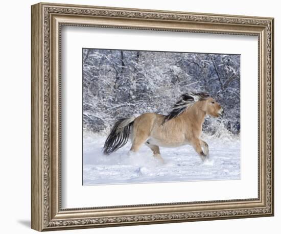 Norwegian Fjord Mare Running in Snow, Berthoud, Colorado, USA-Carol Walker-Framed Photographic Print