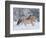 Norwegian Fjord Mare Running in Snow, Berthoud, Colorado, USA-Carol Walker-Framed Photographic Print