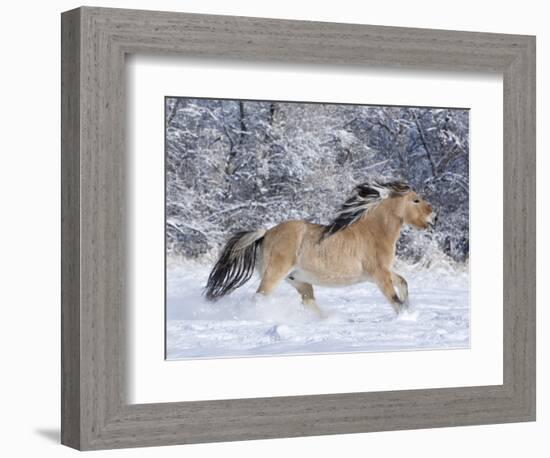 Norwegian Fjord Mare Running in Snow, Berthoud, Colorado, USA-Carol Walker-Framed Photographic Print