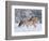 Norwegian Fjord Mare Running in Snow, Berthoud, Colorado, USA-Carol Walker-Framed Photographic Print