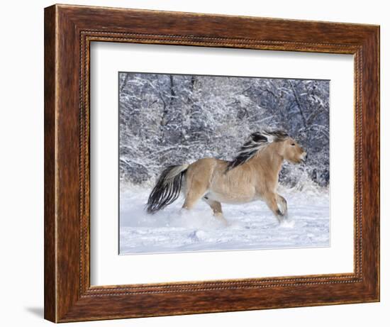 Norwegian Fjord Mare Running in Snow, Berthoud, Colorado, USA-Carol Walker-Framed Photographic Print