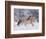 Norwegian Fjord Mare Running in Snow, Berthoud, Colorado, USA-Carol Walker-Framed Photographic Print