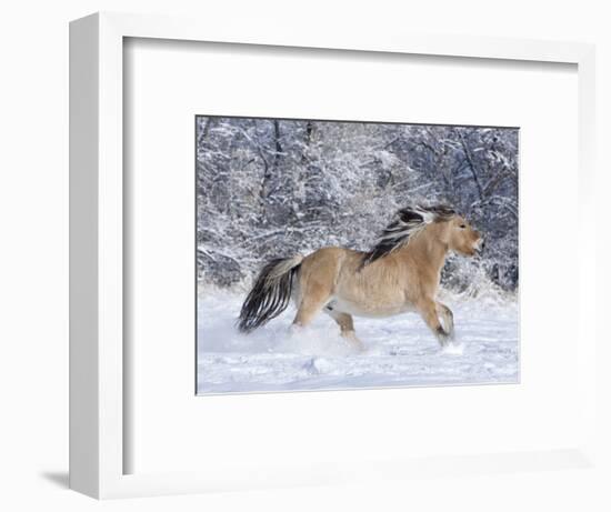 Norwegian Fjord Mare Running in Snow, Berthoud, Colorado, USA-Carol Walker-Framed Photographic Print