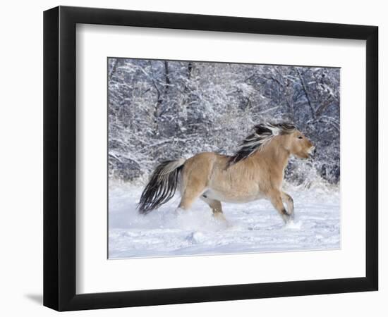 Norwegian Fjord Mare Running in Snow, Berthoud, Colorado, USA-Carol Walker-Framed Photographic Print