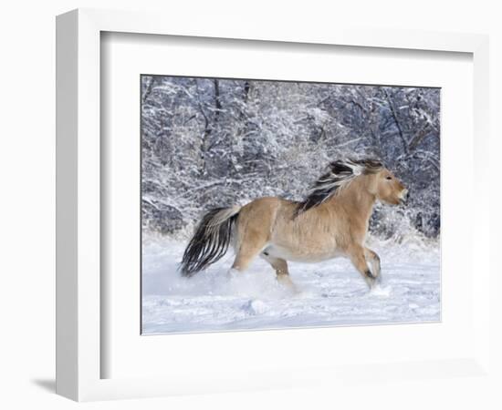 Norwegian Fjord Mare Running in Snow, Berthoud, Colorado, USA-Carol Walker-Framed Photographic Print