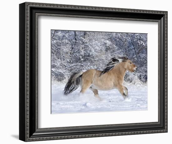 Norwegian Fjord Mare Running in Snow, Berthoud, Colorado, USA-Carol Walker-Framed Photographic Print