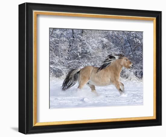 Norwegian Fjord Mare Running in Snow, Berthoud, Colorado, USA-Carol Walker-Framed Photographic Print