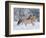 Norwegian Fjord Mare Running in Snow, Berthoud, Colorado, USA-Carol Walker-Framed Photographic Print