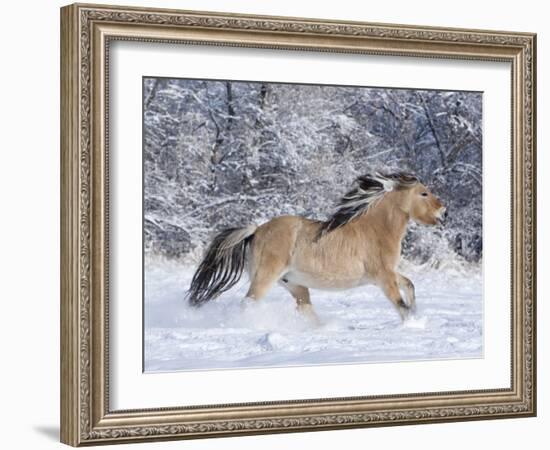 Norwegian Fjord Mare Running in Snow, Berthoud, Colorado, USA-Carol Walker-Framed Photographic Print