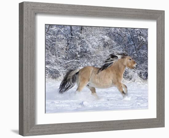 Norwegian Fjord Mare Running in Snow, Berthoud, Colorado, USA-Carol Walker-Framed Photographic Print