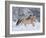 Norwegian Fjord Mare Running in Snow, Berthoud, Colorado, USA-Carol Walker-Framed Photographic Print