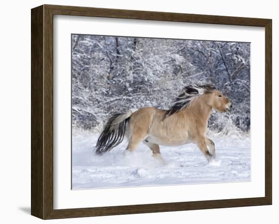 Norwegian Fjord Mare Running in Snow, Berthoud, Colorado, USA-Carol Walker-Framed Photographic Print