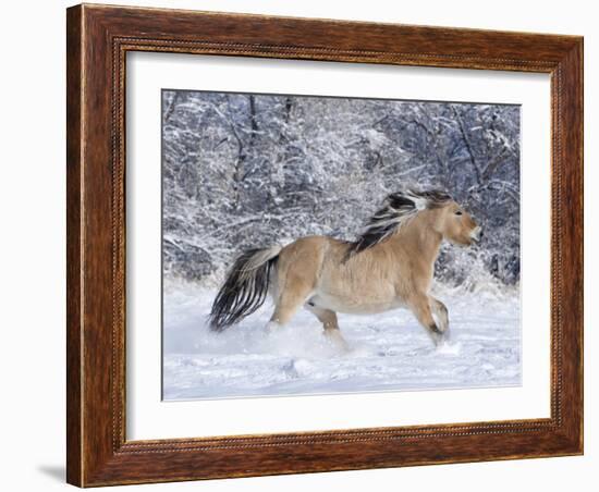 Norwegian Fjord Mare Running in Snow, Berthoud, Colorado, USA-Carol Walker-Framed Photographic Print