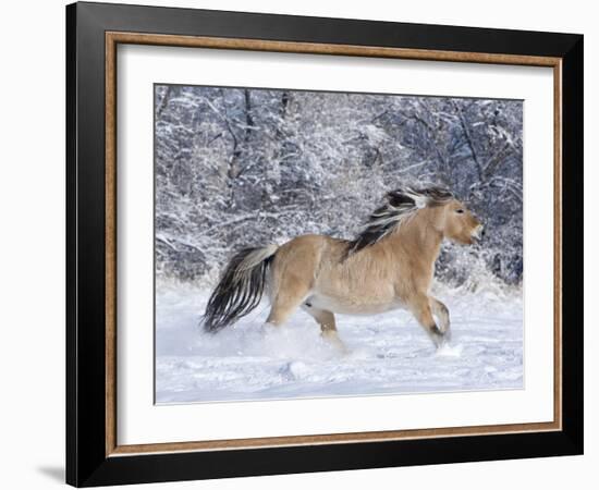 Norwegian Fjord Mare Running in Snow, Berthoud, Colorado, USA-Carol Walker-Framed Photographic Print