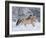 Norwegian Fjord Mare Running in Snow, Berthoud, Colorado, USA-Carol Walker-Framed Photographic Print