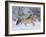 Norwegian Fjord Mare Running in Snow, Berthoud, Colorado, USA-Carol Walker-Framed Photographic Print