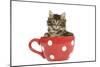 Norwegian Forest Cat, Norsk Skogkatt 8 Week-null-Mounted Photographic Print