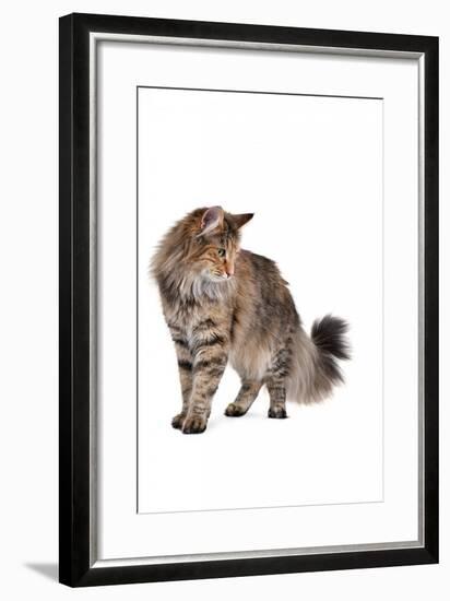 Norwegian Forest Cat-Fabio Petroni-Framed Photographic Print