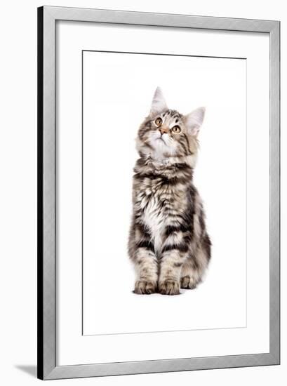 Norwegian Forest Cat-Fabio Petroni-Framed Photographic Print