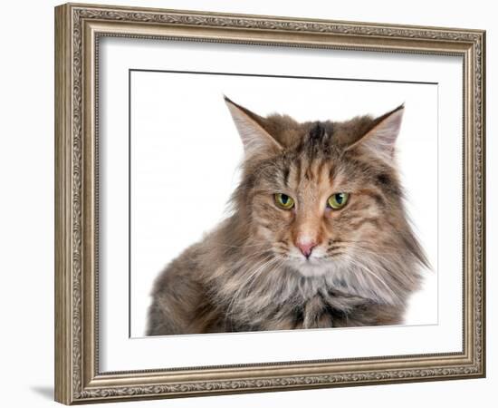 Norwegian Forest Cat-Fabio Petroni-Framed Photographic Print