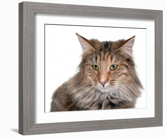 Norwegian Forest Cat-Fabio Petroni-Framed Photographic Print