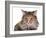 Norwegian Forest Cat-Fabio Petroni-Framed Photographic Print