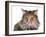 Norwegian Forest Cat-Fabio Petroni-Framed Photographic Print