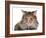 Norwegian Forest Cat-Fabio Petroni-Framed Photographic Print