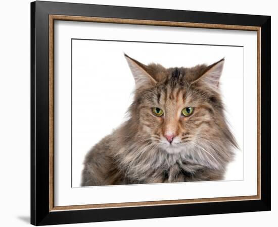 Norwegian Forest Cat-Fabio Petroni-Framed Photographic Print