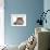 Norwegian Forest Cat-Fabio Petroni-Framed Photographic Print displayed on a wall