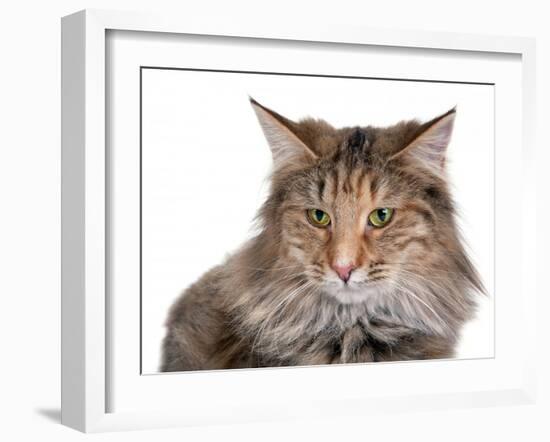 Norwegian Forest Cat-Fabio Petroni-Framed Photographic Print