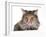 Norwegian Forest Cat-Fabio Petroni-Framed Photographic Print