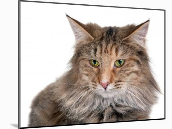 Norwegian Forest Cat-Fabio Petroni-Mounted Photographic Print