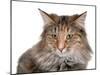 Norwegian Forest Cat-Fabio Petroni-Mounted Photographic Print