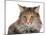 Norwegian Forest Cat-Fabio Petroni-Mounted Photographic Print