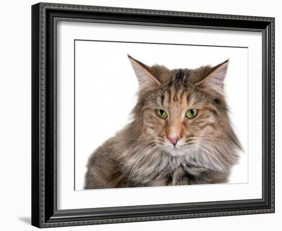 Norwegian Forest Cat-Fabio Petroni-Framed Photographic Print