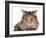 Norwegian Forest Cat-Fabio Petroni-Framed Photographic Print