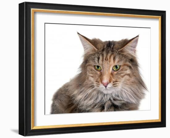 Norwegian Forest Cat-Fabio Petroni-Framed Photographic Print