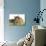 Norwegian Forest Kitten and Dwarf Rabbit-null-Photographic Print displayed on a wall