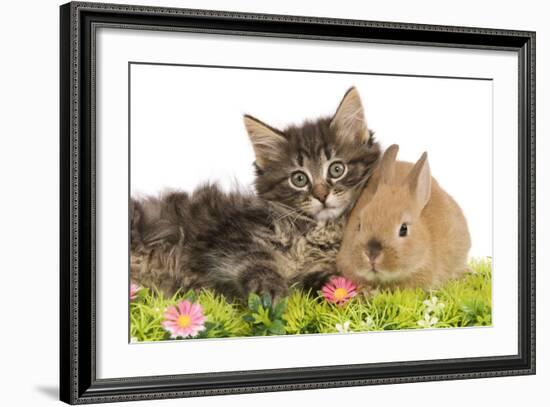 Norwegian Forest Kitten and Dwarf Rabbit-null-Framed Photographic Print